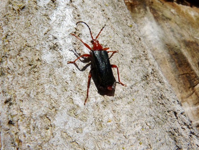 Cerambycidae su pioppo: Rhamnusium bicolor demaggii (RM)